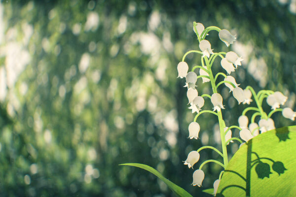 LilyOfTheValley_02