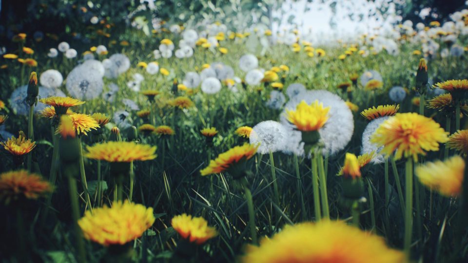 Dandelion_A_4K_vsco_1080