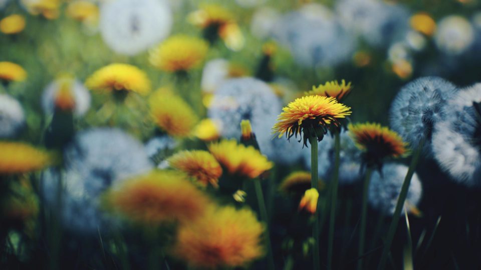 Dandelion_B_4K_vsco_1080