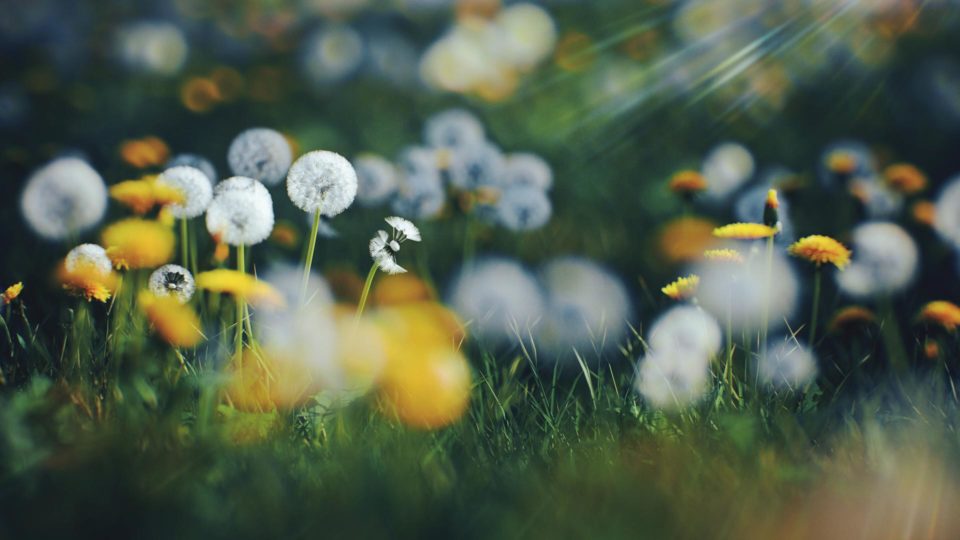 Dandelion_C_4K_vsco_1080